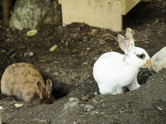 Rabbit enclosure at Hotel Garni Zerza