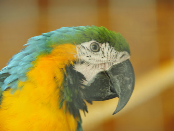 Parrot at the Hotel Garni Zerza in Carinthia