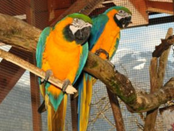 Parrots at Hotel Garni Zerza
