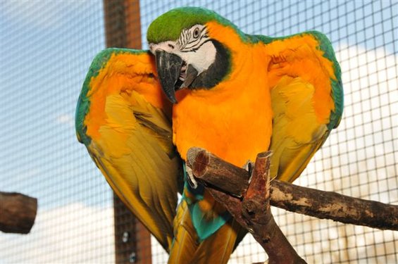 Parrots at the Zerza bed and breakfast at Nassfeld