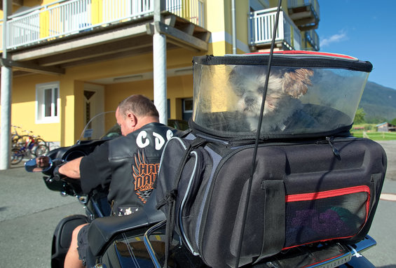 Dog on a motorcycle tour at Nassfeld